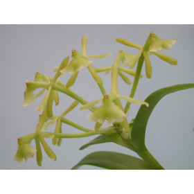 Epidendrom difforme (Jgpfl.)