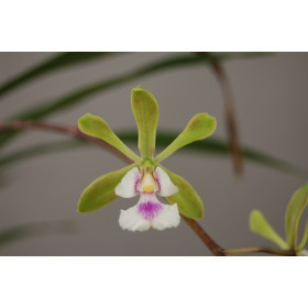 Epidendrum floribundum