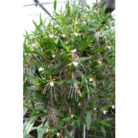 Epidendrum polybulbon