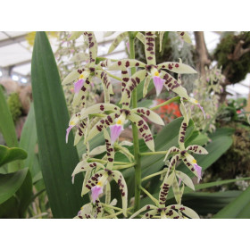 Epidendrum prismatocarpum