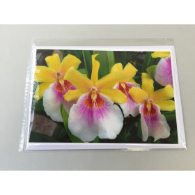 Grußkarte "Miltonia-Blüte" (Klappkarte inkl. Umschlag)