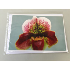 Grußkarte "Paphiopedilum-Blüte" (Klappkarte inkl. Umschlag)