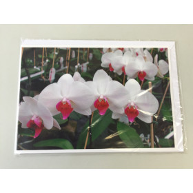 Grußkarte "Phalaenopsis-Blüte" (Klappkarte inkl. Umschlag)