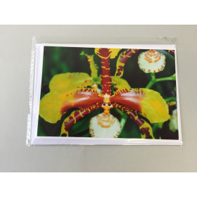 Grußkarte "Rossioglossum-Blüte" (Klappkarte inkl. Umschlag)