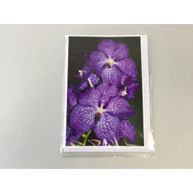 Grußkarte "Vanda-Blüte" (Klappkarte inkl. Umschlag)