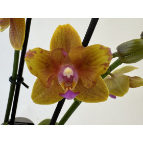 Phalaenopsis Sogo Lawrence 'Peloric' (2 Rispen)