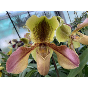 Paphiopedilum Hans Strahl x Lippewunder