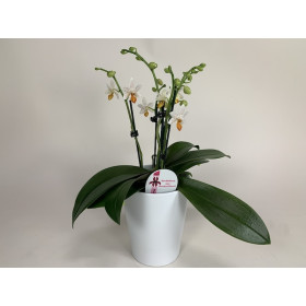 Phalaenopsis Minimark (4-5 Rispen, inkl. Übertopf)