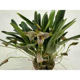 Masdevallia striatella (blühstark, nicht in Knospe / Blüte)