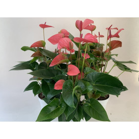 Anthurium Spar-Set 'Pink Champion' (3 Pfl. im 17 cm Topf)