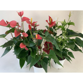 Anthurium Spar-Set 'TRICOLOR' (3 Pfl. im 17 cm Topf)
