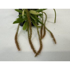 Oberonia mucronata (blühstark, nicht in Knospe / Blüte)