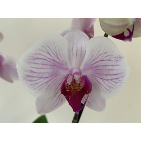 Phalaenopsis Denver (3 Rispen)