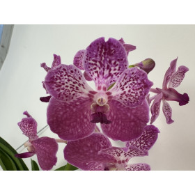 Vanda Deep Blush (in Blüte/Knospe)