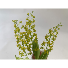 Zygostates lunata x obliqua
