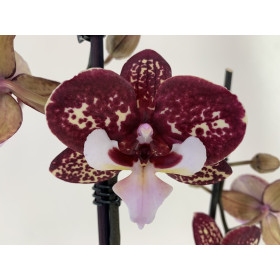 Phalaenopsis Chocolate 'Kizz' (2 Rispen)