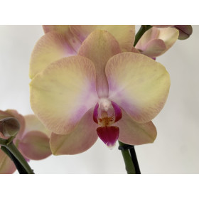 Phalaenopsis My Monroe 'Rainbow' (2 Rispen)
