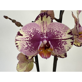 Phalaenopsis Golden Art (2 Rispen)