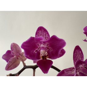 Phalaenopsis Hornglin Vicky variegata 'Peloric' (3-4 Rispen)