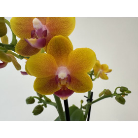 Phalaenopsis Yellow Drops (2 Rispen)