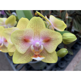 Phalaenopsis Yaphon Green Batman (2 Rispen)