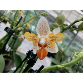 Phalaenopsis Minimark 'Peloric'