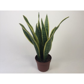 Sanseveria trifasciata 'Laurentii' (12 cm Topf)