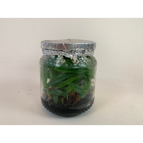 Paphiopedilum barbigerum-In Vitro- (20-25 Pflanzen in sterilem Glas)