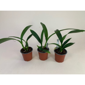Epicattleya Black Comet (Jungpflanzen - 3er Sparset)