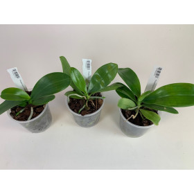 Phalaenopsis Botanik-Sortiment