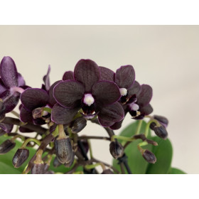 Doritaenopsis Black Beauty (2-3 Rispen)