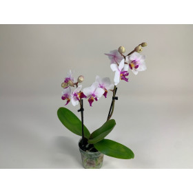 Doritaenopsis Alice (3 Rispen)