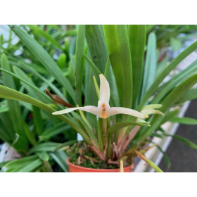 Maxillaria bolivarensis