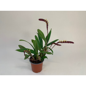 Bulbophyllum falcatum (4-5 Rispen)
