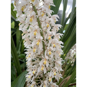 Coelogyne multiflora (blühstark)