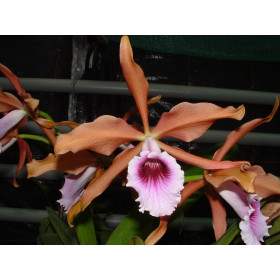 Laelia tenebrosa