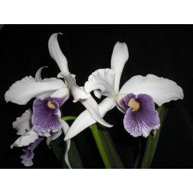 Laelia purpurata 'werkhauseri' (Jgpfl.)