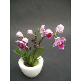 Phalaenopsis Lady Orchid (2 Rispen, inkl. Übertopf)