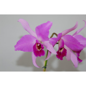 Laelia anceps x BC. Molly Tyler 'Noi'