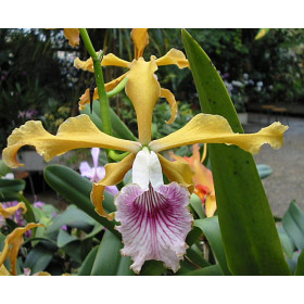 Laelia grandis