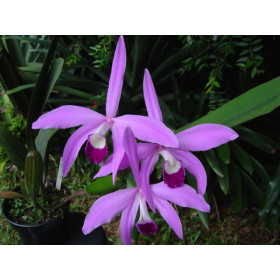 Laelia perrinii