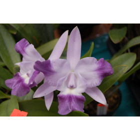 Laeliocattleya Cariad's Mini Queenie 'Angel Kiss'