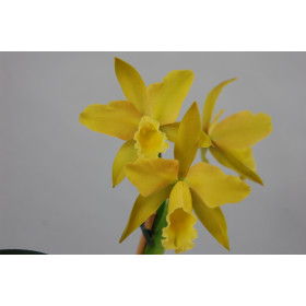 Laeliocattleya Daffodil Hybride