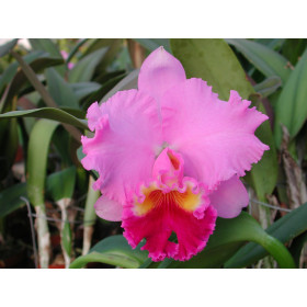 Laeliocattleya Drumbeat 'Heritage'