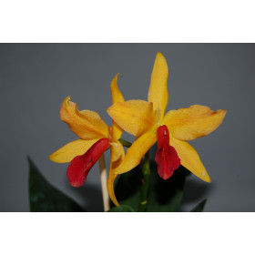 Laeliocattleya Golddigger 'Orchid Jungle'