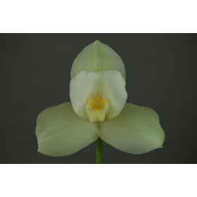 Lycaste Auburn x Highland