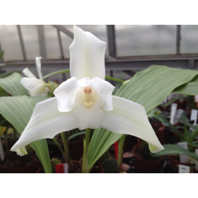 Lycaste skinneri 'alba'