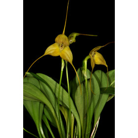 Masdevallia triangularis (blühstark, nicht in Knospe / Blüte)