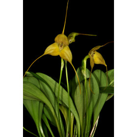 Masdevallia triangularis