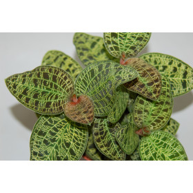Macodes petola